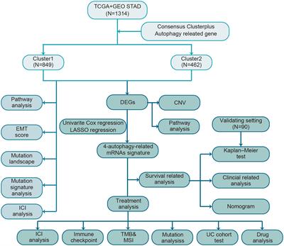 Comprehensive analysis of autophagy-related clusters and individual risk model for immunotherapy response prediction in gastric cancer